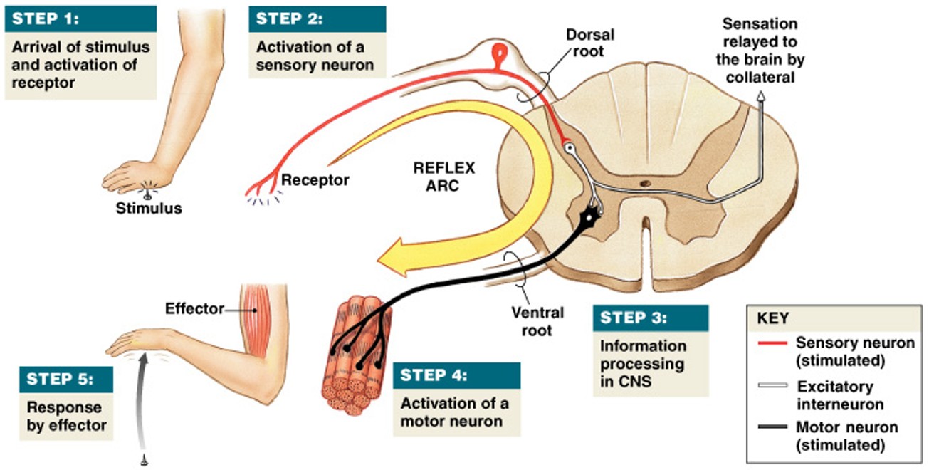 <p>What is this the process of:</p><ol><li><p>Arrival of stimulus and activation of receptor</p></li><li><p>Activation of sensory neuron</p></li><li><p>Information processing by postsynaptic cell</p></li><li><p>Activation of motor neuron</p></li><li><p>Response of peripheral effector</p></li></ol><p></p>