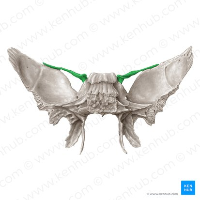 <p>What landmark in the <strong>Sphenoid Region?</strong></p>