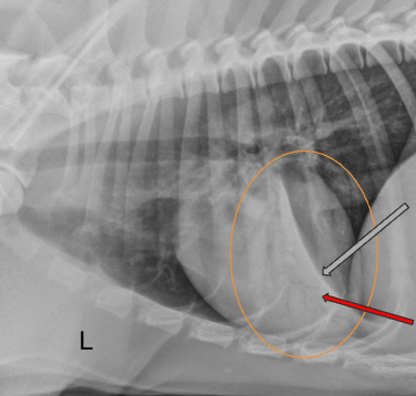<p><span style="background-color: transparent;"><span>“Ziggy” is a 3 mth old pup that choked on a Greenie earlier in the day. The owner was able to pull it out of his mouth. Now he presents at clinic with dyspnea. </span></span></p><p><span style="background-color: transparent;"><span>Pattern? </span></span></p><p><span style="background-color: transparent;"><span>ddx? </span></span></p>