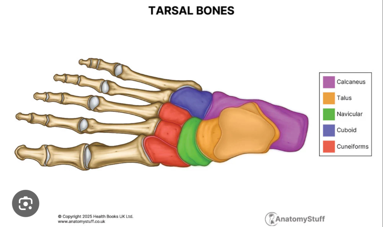 <p>Seven irregular shaped bones located in the posterior part of the foot. </p>