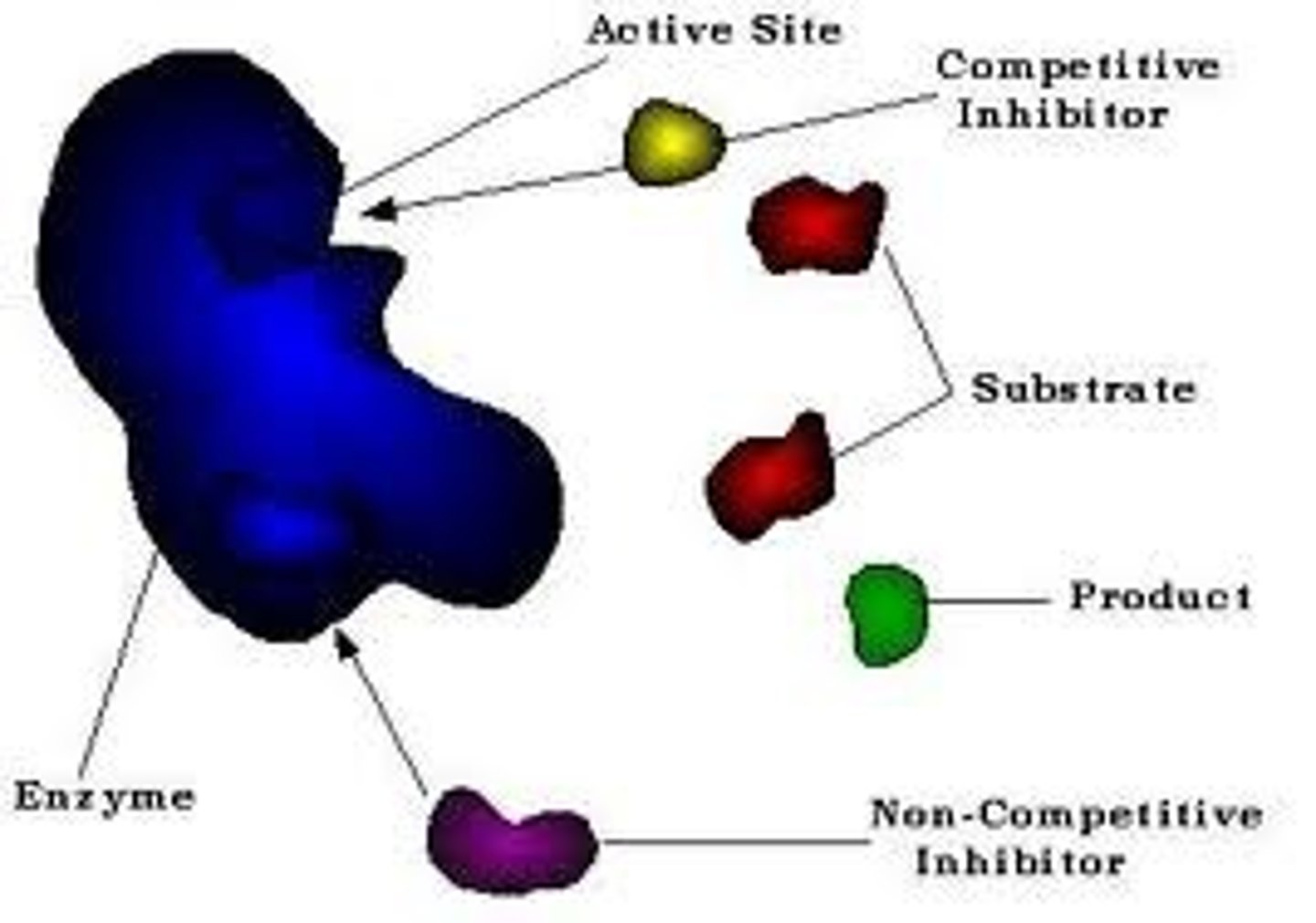 <p>In biochemistry, a substrate is a molecule upon which an enzyme acts. Enzymes catalyze chemical reactions involving the substrate(s). In the case of a single substrate, the substrate binds with the enzyme active site, and an enzyme-substrate complex is formed. The substrate is transformed into one or more products, which are then released from the active site. The active site is now free to accept another substrate molecule. In the case of more than one substrate, these may bind in a particular order to the active site, before reacting together to produce products.</p>