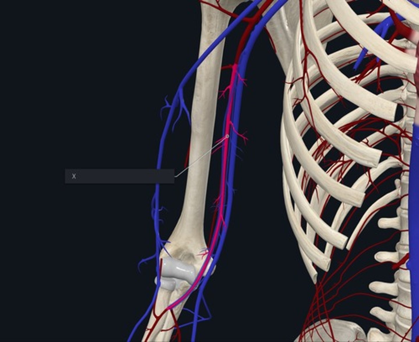 <p>Name the Vessel highlighted pink and marked with the X / continuation of the axillary artery at bifercation of elbow</p>