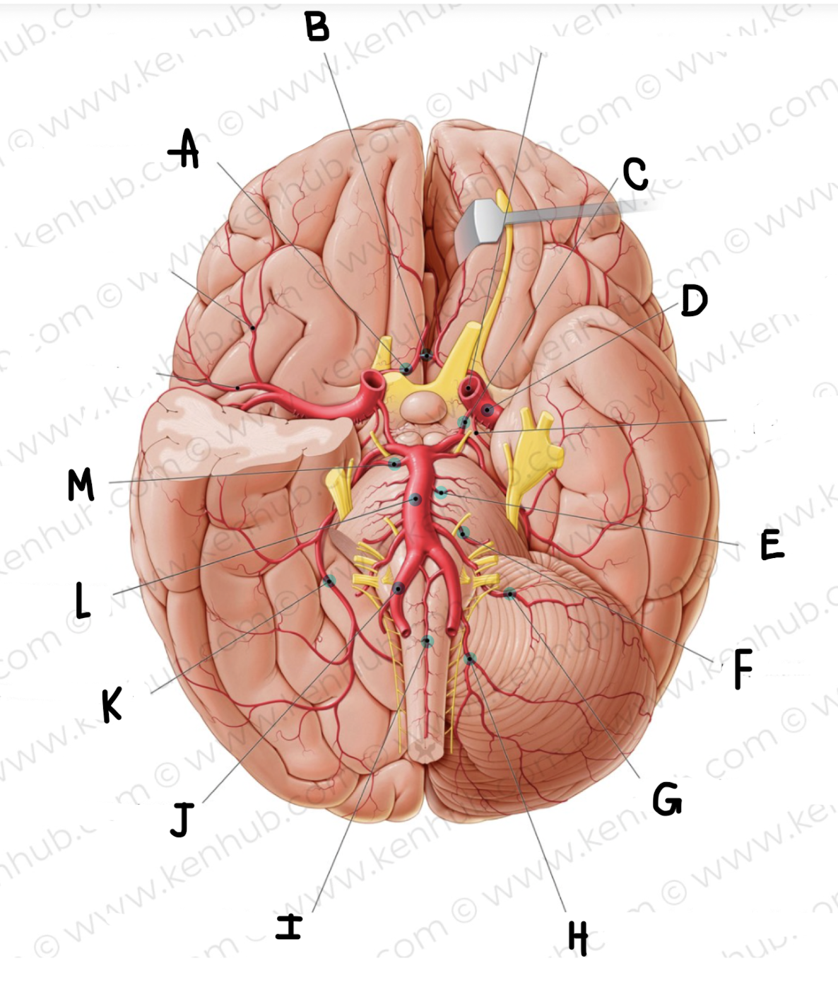 <p>What is the name of the artery labeled A?</p>