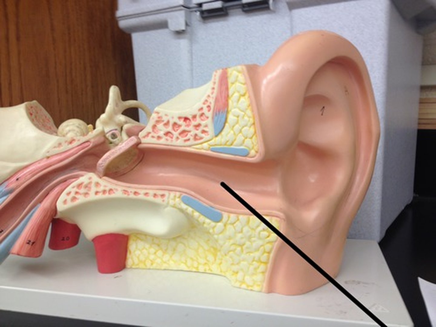 <p>(outer ear)</p>