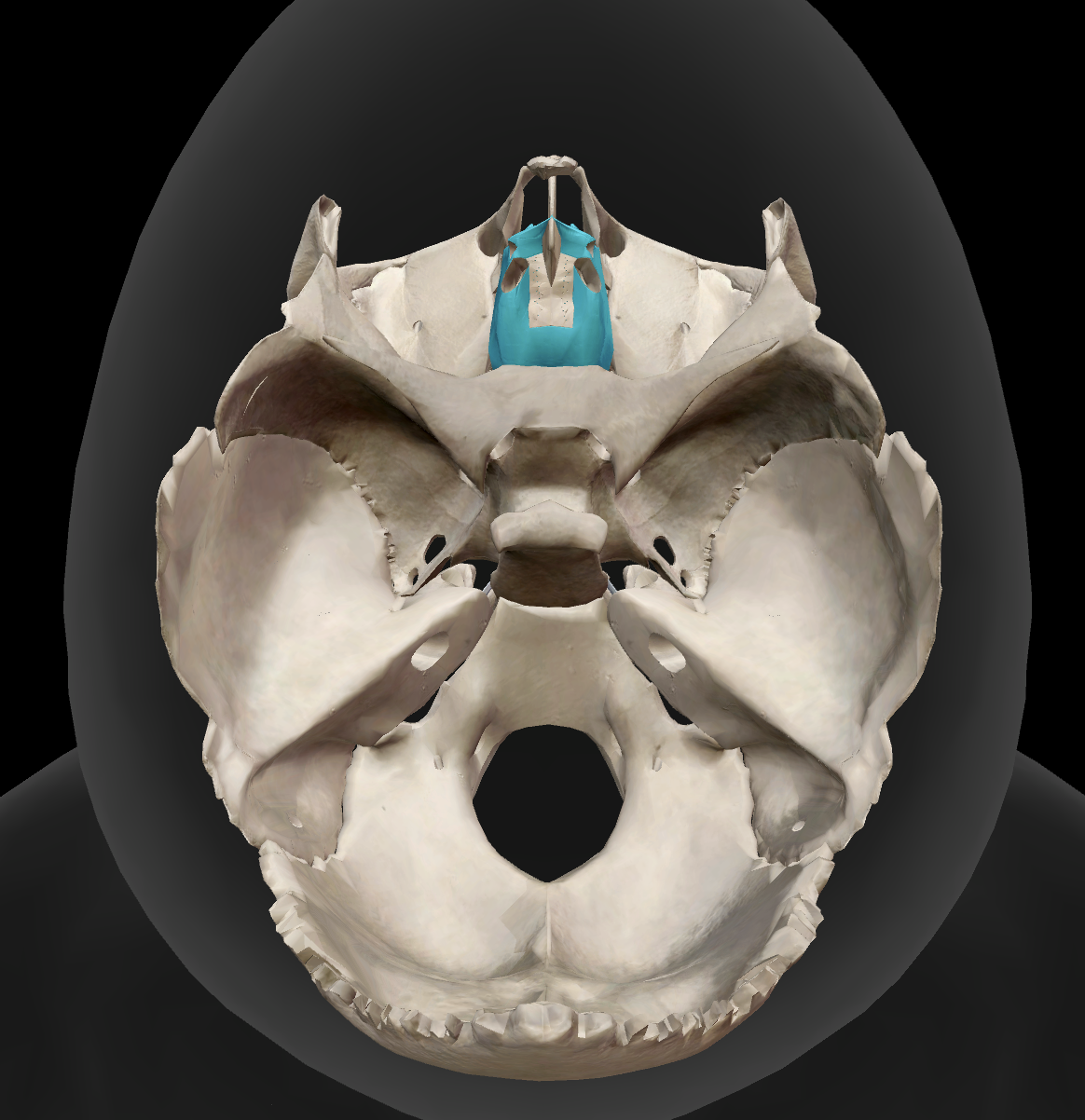 <p>What is the name of this bone?</p>