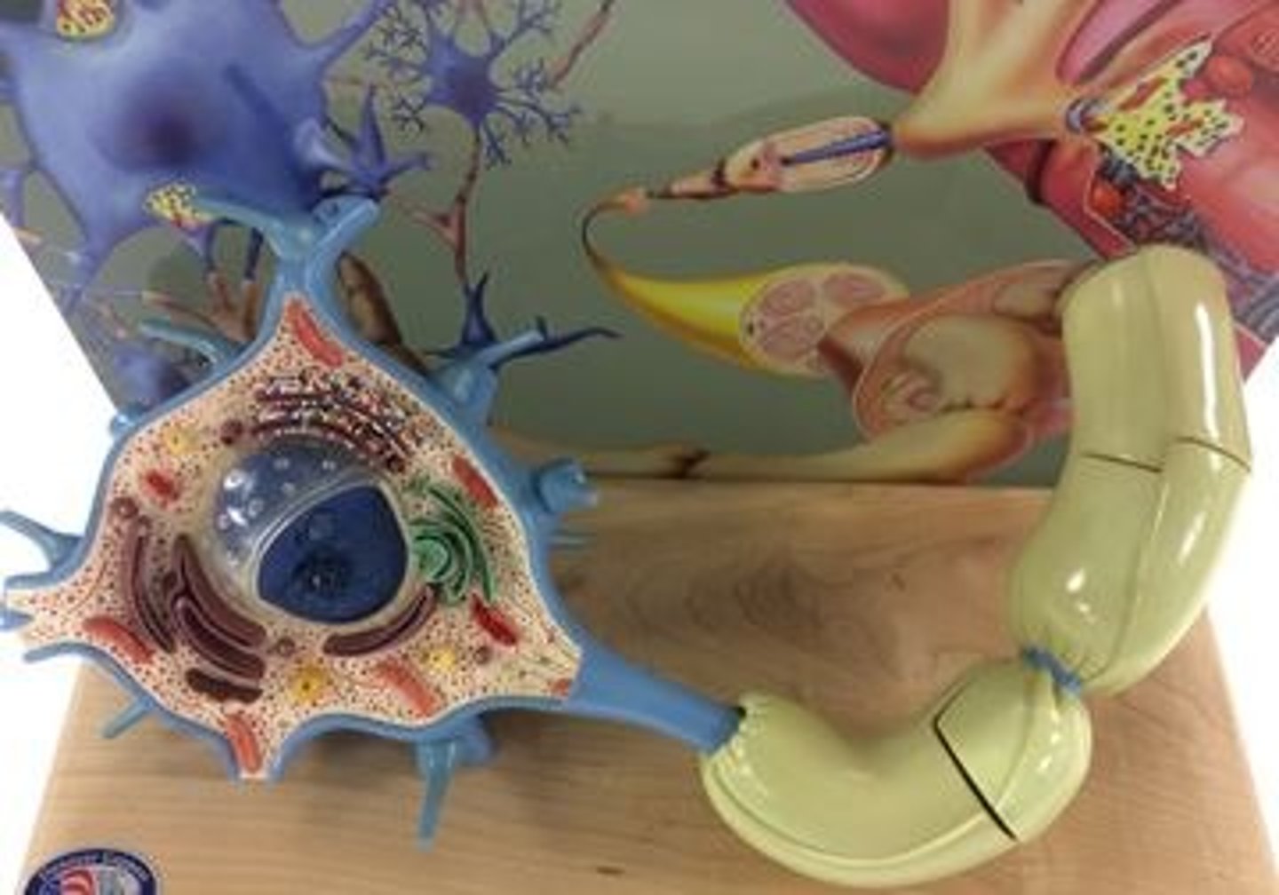 <p>Identify the cell represented by this whole model.</p>