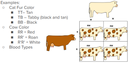 <p>When neither allele is dominant and both alleles show up individually in the phenotype</p>