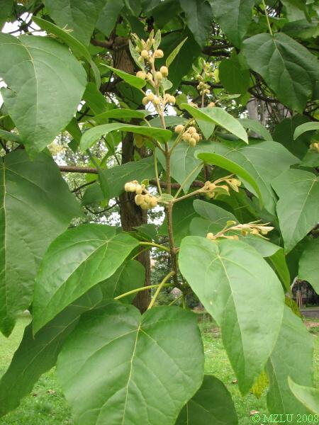 <p><span>pavlovnie plstnatá</span></p>