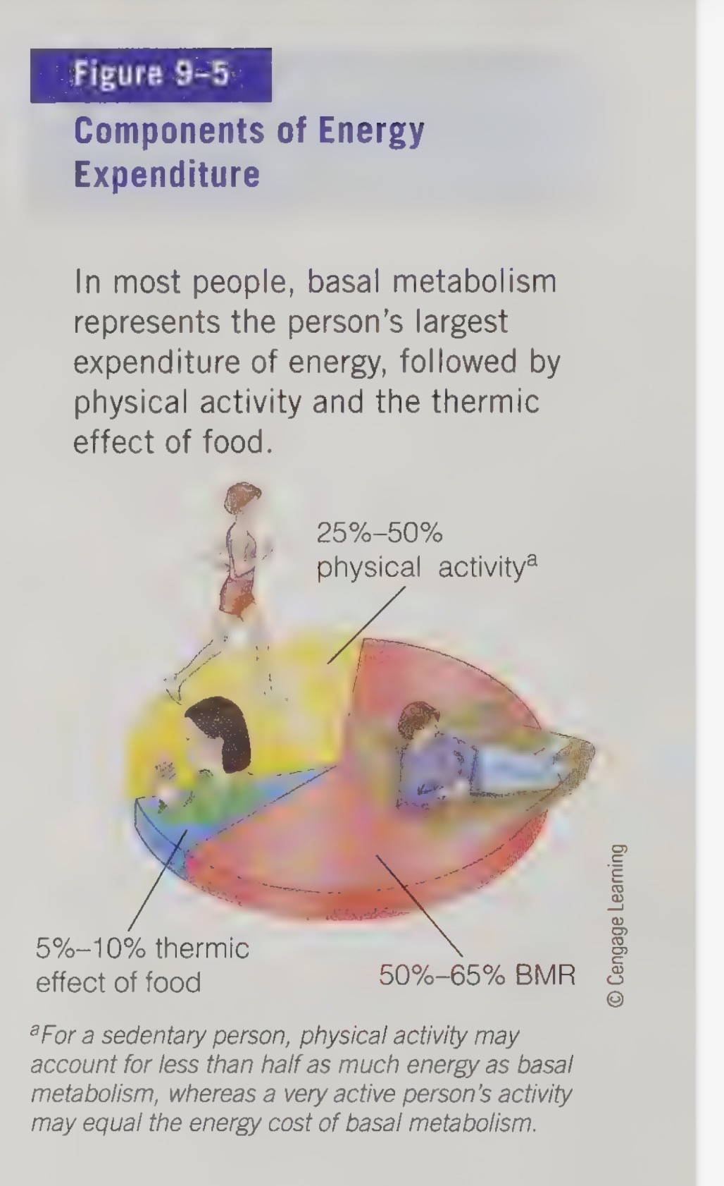 <ul><li><p>Excess energy is stored as fat in fat cells.</p></li></ul><p></p>