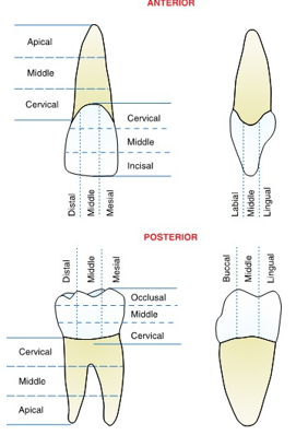 <ul><li><p>a crown can be divided both horizontally and vertically into three parts, or thirds, to designate specific tooth areas</p></li></ul><p></p>