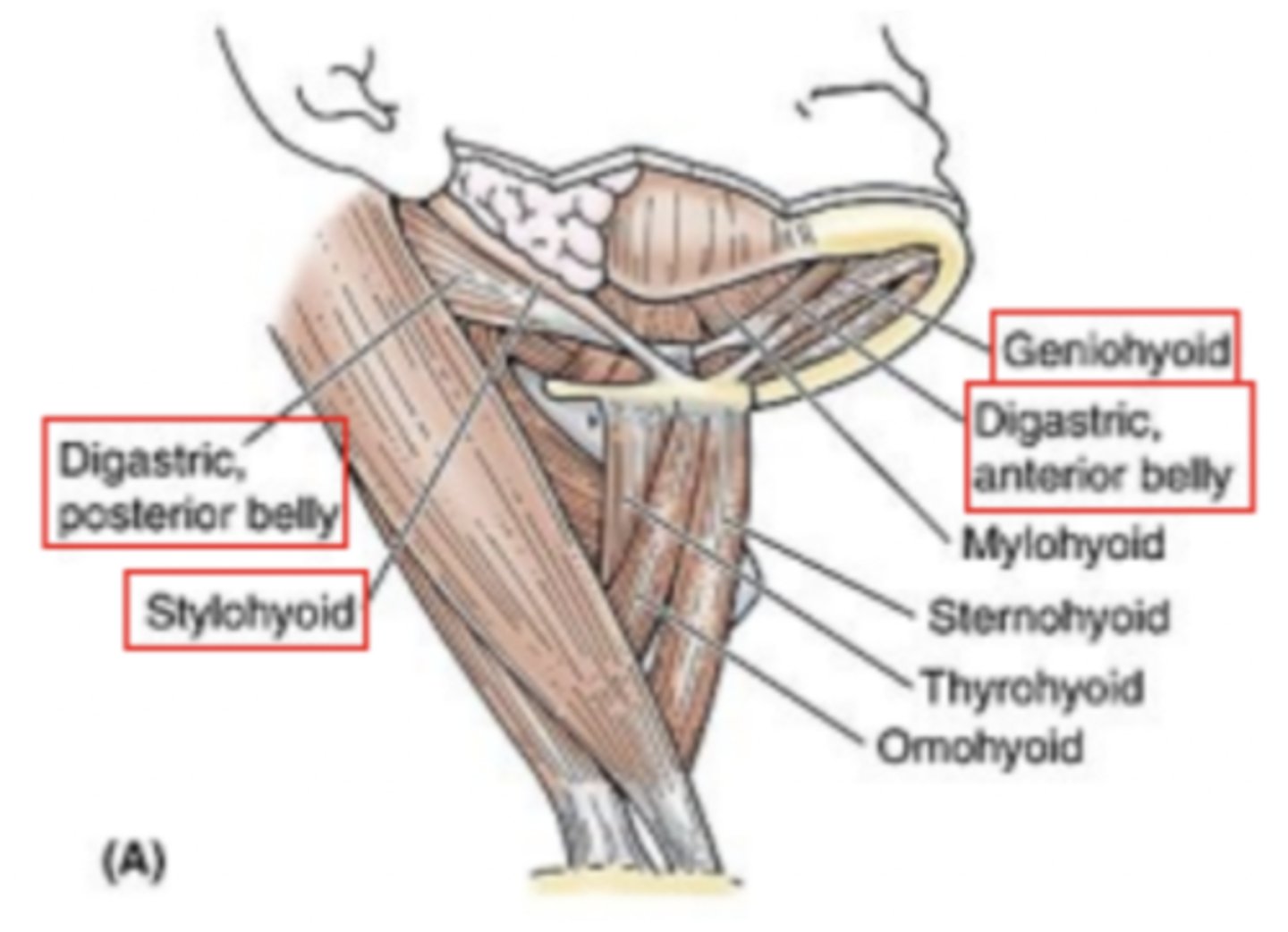 <p>Samverkar tillsammans med infrahyoidal och suprahyoidal muskulatur vid gaprörelse</p><p>Venter post drar uk bak</p>
