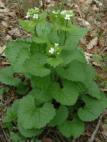 <p>česnáček lékařský<span>, a</span>lliaria petiolata</p>