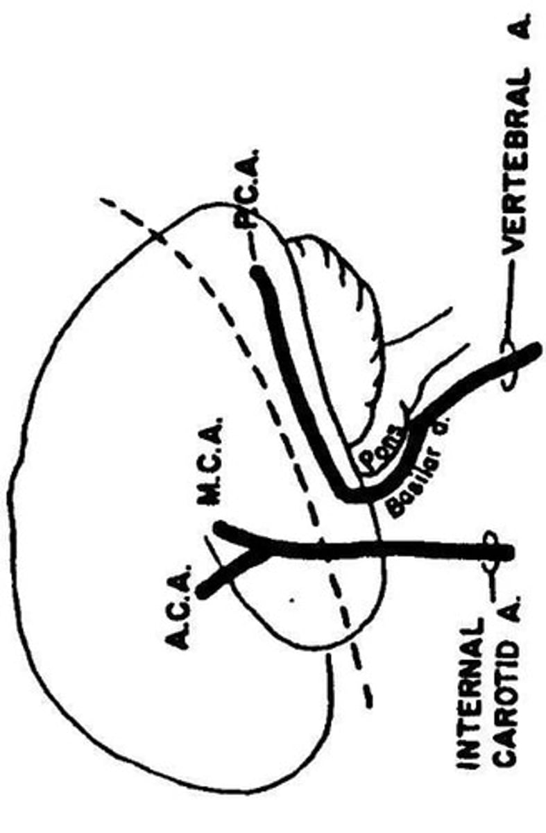 <p>The anterior cerebral artery (ACA) and the middle cerebral artery (MCA).</p>