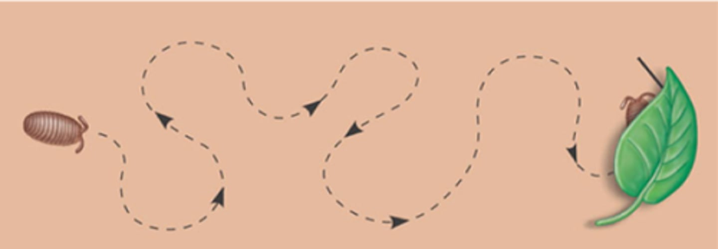 <p>kinesis</p><p>(Note: an animal can</p><p>slow down in a favorable</p><p>environment and speed</p><p>up in an unfavorable</p><p>environment)</p>