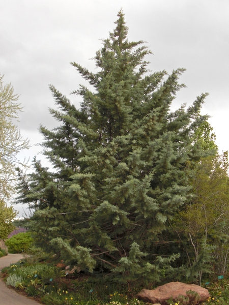 Arizona cypress