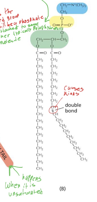 <p>how do kinks form in the fatty acid chains in the lipids, when we have a lot of kinks what does that do to the cell membrane </p>