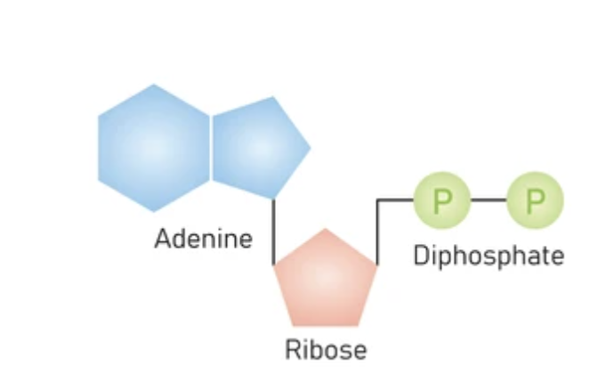 <ul><li><p>ADP</p></li><li><p>combined with a phosphate to make ATP </p></li><li><p>C10H15N5O10P2</p></li><li><p>one adenine, one ribose sugar, two phosphate group</p></li></ul>
