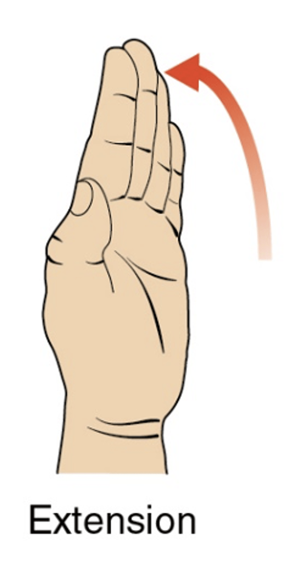 <ul><li><p>frontal plane about a sagittal axis</p></li><li><p>first phalange rolls and glides laterally</p></li><li><p>ROM: 0 degrees</p></li></ul><p></p>
