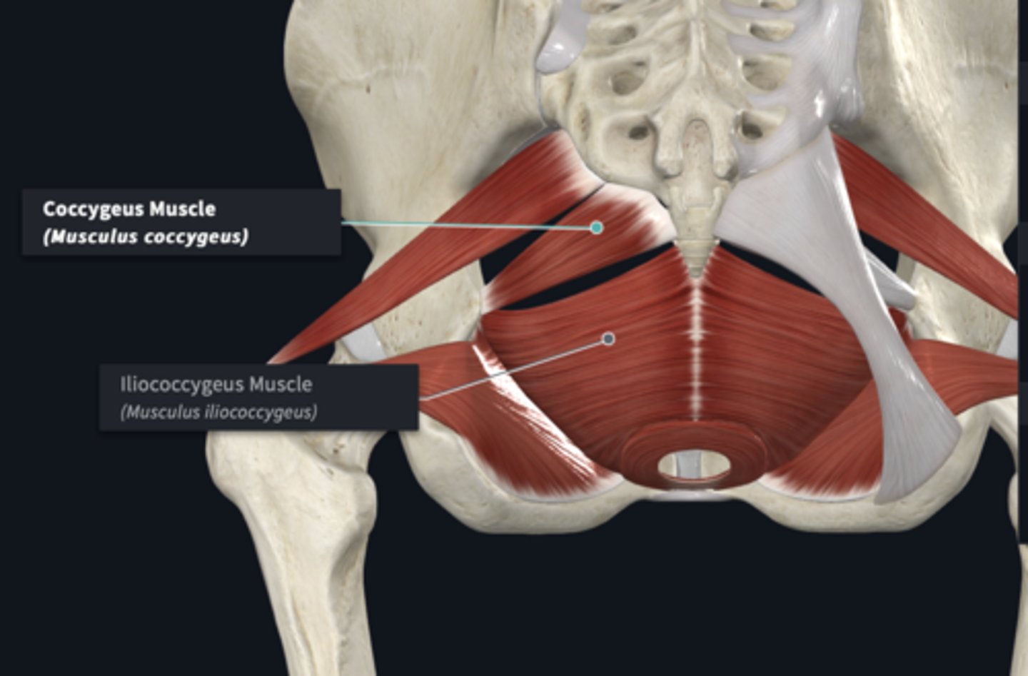 <p>What muscles form the pelvic diaphragm (floor)? (2) </p>