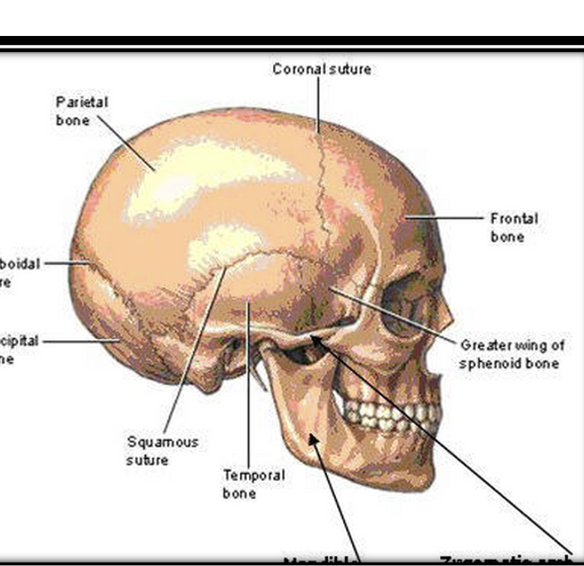 <p>Squamosal suture</p>
