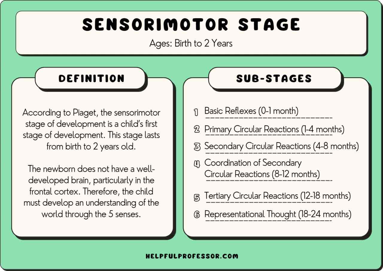 <p>sensorimotor (piaget)</p>