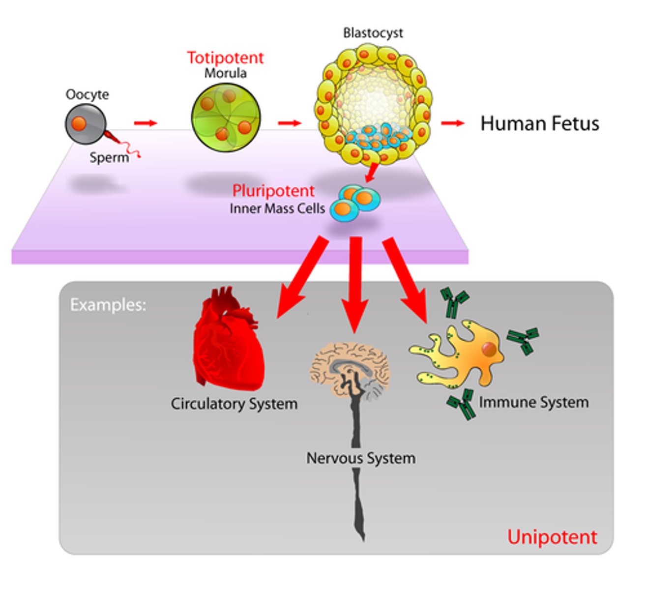 <p>a cell that can only grow into one kind of cell or tissue usually because it is already highly differentiated</p>