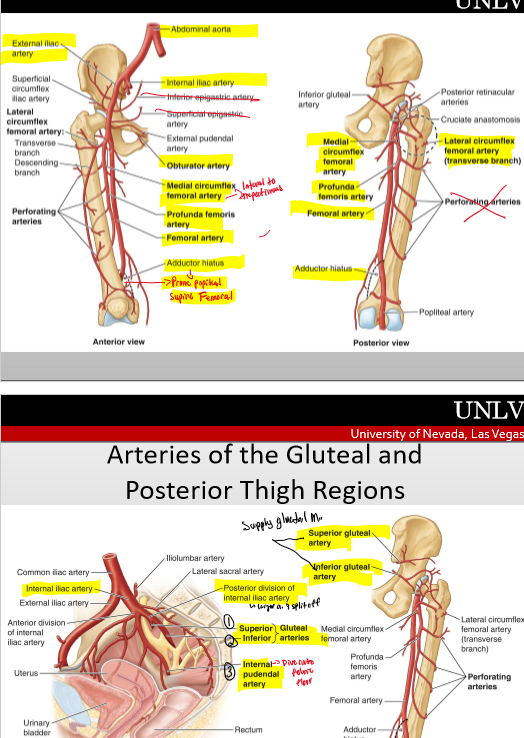 <p>abdominal aorta- common iliac a( int iliac a.- obtruatora.- superior gluteal- inf gluteal)- ext iliac a- femoral a. (profunda femoral a- med &amp; lat circumflex a.)- popliteal a. (4 genicular anatamoses)- (ant tibial a. &amp; post tibial a.)- (fibular a.)</p>