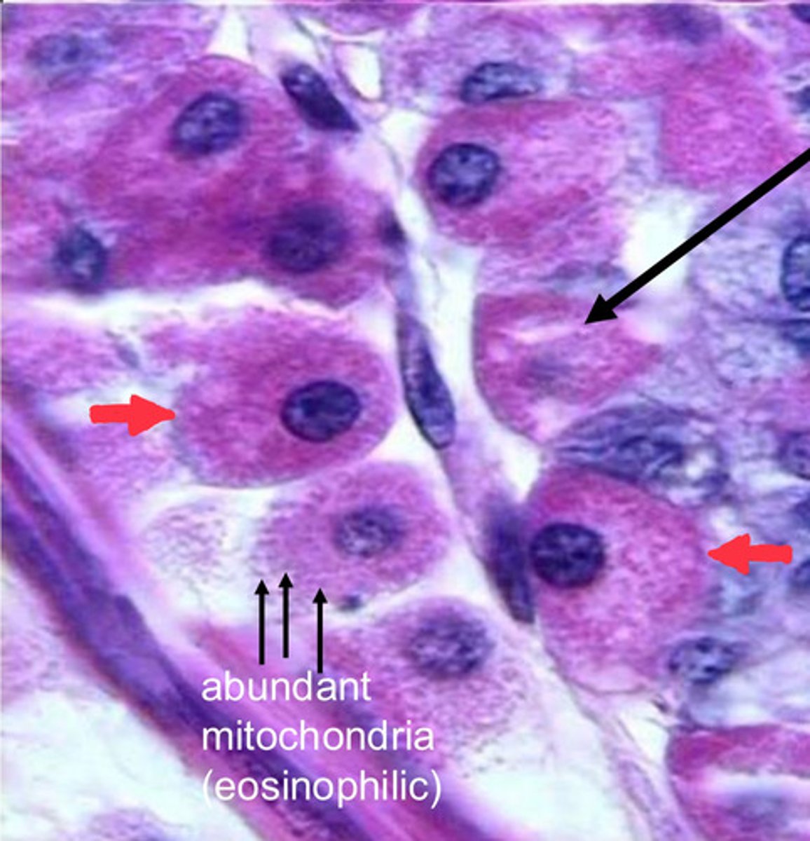 <p>parietal cells</p><p>note:</p><p>- eosinophilic staining due to abundance of mitochondria</p>