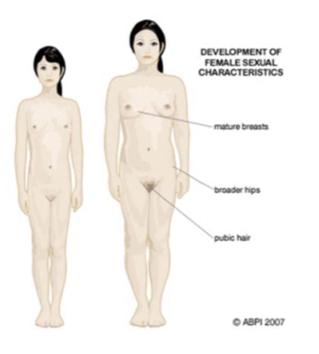 <p>Stimulates vaginal metaplasia, growth of ovaries and sex organs, GH secretion, fat deposition, and skin thickening.</p>