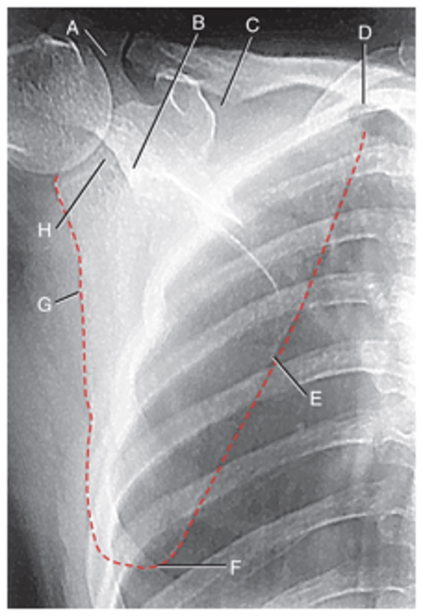 <p>What is H?</p>