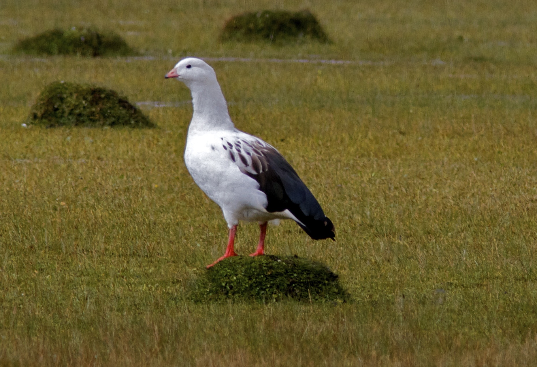<p>Andean Goose </p>