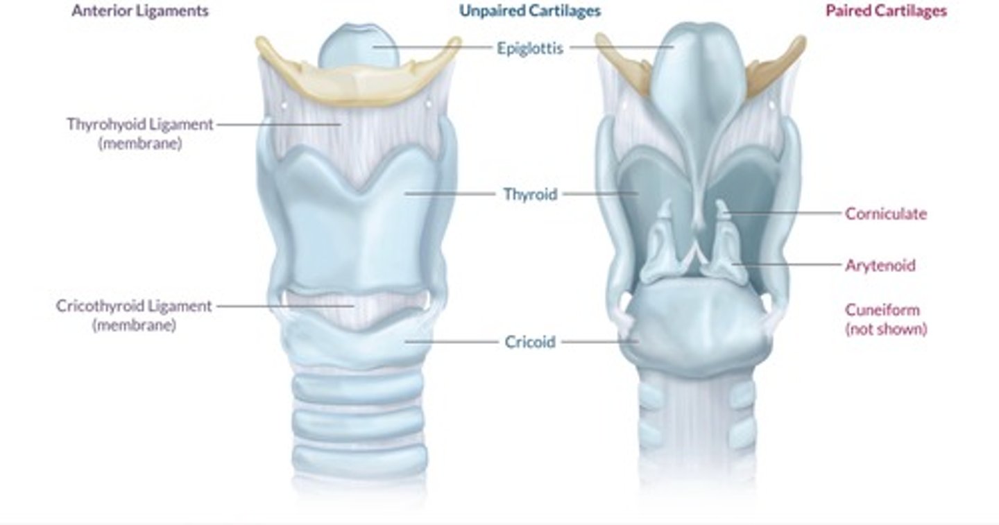 <ul><li><p>Paired = arytenoids, corniculate, cuneiform</p></li><li><p>Unpaired = epiglottis, thyroid, cricoid</p></li></ul><p></p>