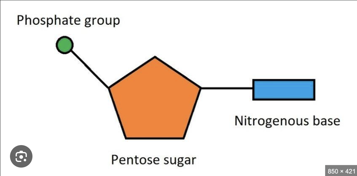 <p><strong>Monomers</strong> between the <strong>two</strong> strands, made up of a <strong>sugar</strong>,<strong> phosphate</strong> and <strong>base</strong>.</p>
