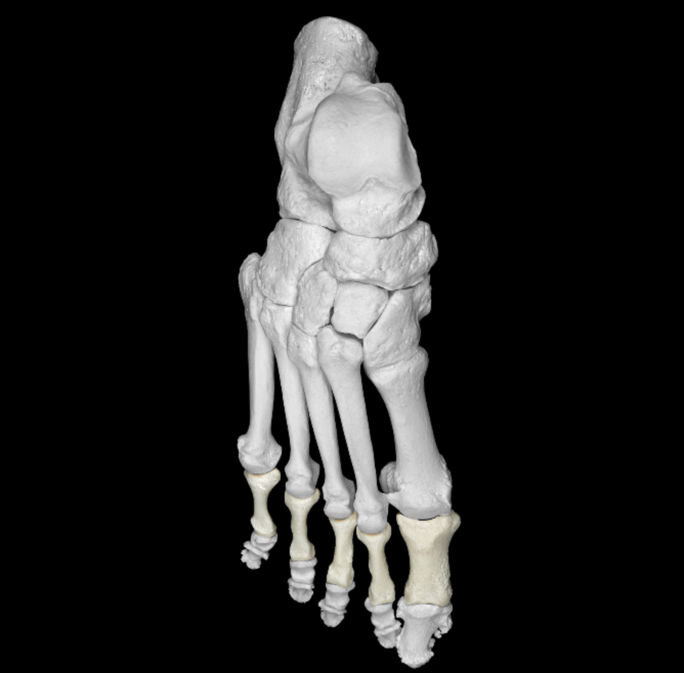 <p>phalanx closest to metatarsals</p><p>all digits </p>