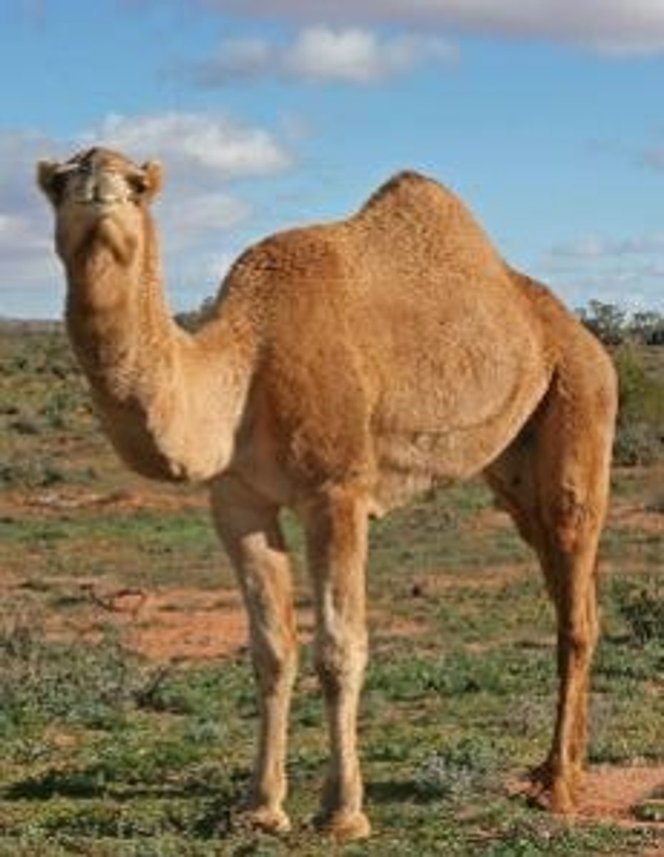 <p>What animal is this?</p>