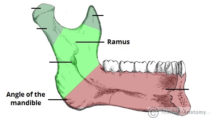 <p>Mandible (external surface of angle and ramus)</p>