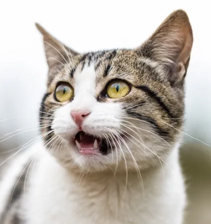 <p>-vomeronasal organ detects chemicals related to social and reproductive behaviors</p><p>-located in lower part of nasal septum embedded in vomer bone</p><p>-key part of accessory olfactory system</p><p>-helps organisms smell more intensely, seen in cats</p>
