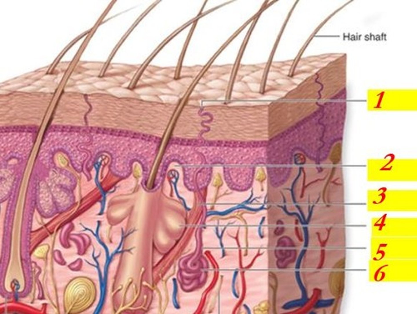 <p>What is the structure indicated by #5 ?</p>