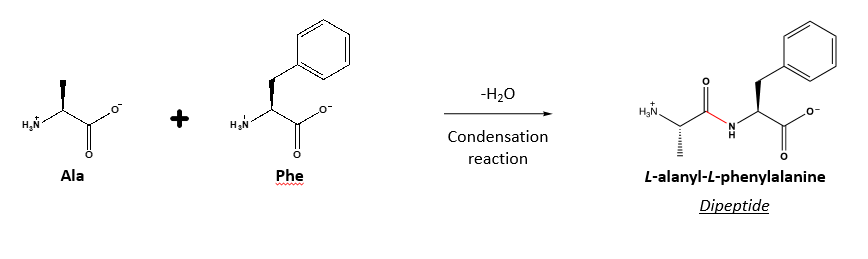 <p>Peptide bonds and they are formed from the reaction of the carboxyl group of one amino acid with the amino group of another. </p>