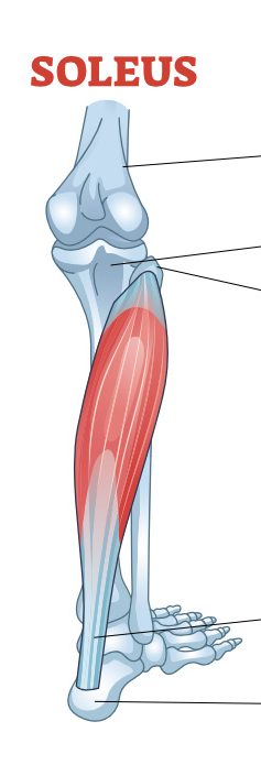 <p><span>Plantar flexes foot.</span></p>
