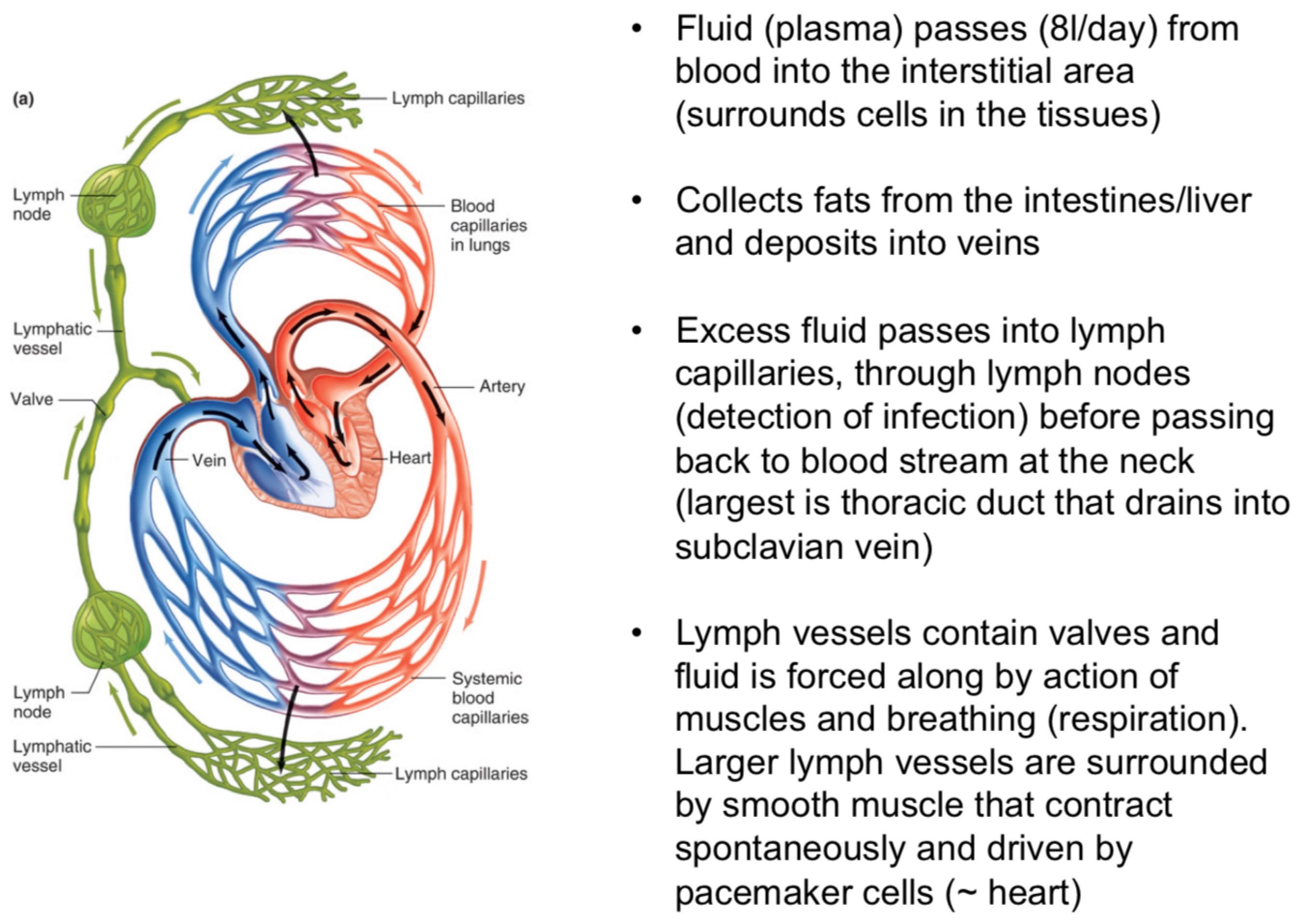 Excess fluid passes into lymph capillaries, through lymph nodes (detection of infection) before passing back to blood stream at the neck (largest thoracic duct that drains into subclavian vein) 