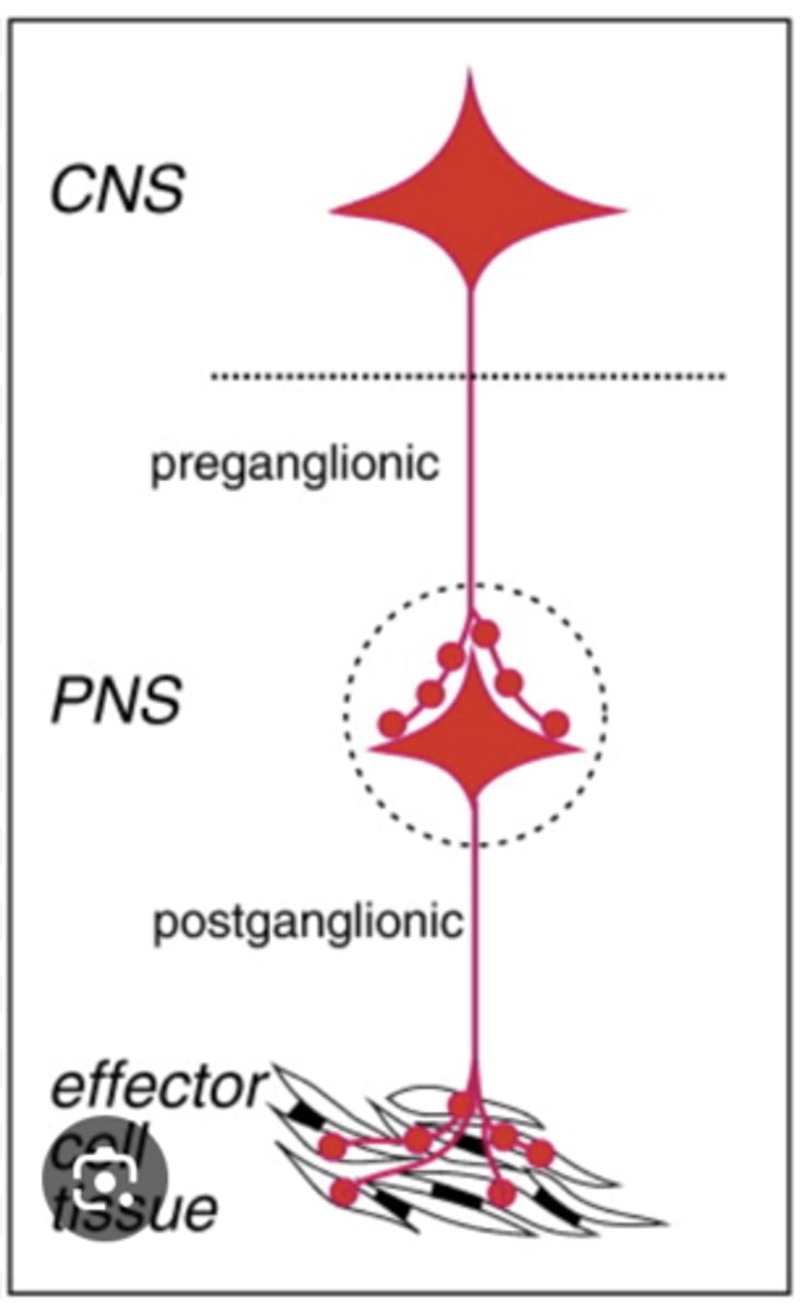<p>1. ganglia</p><p>2. wall of organs (part of GI)</p>