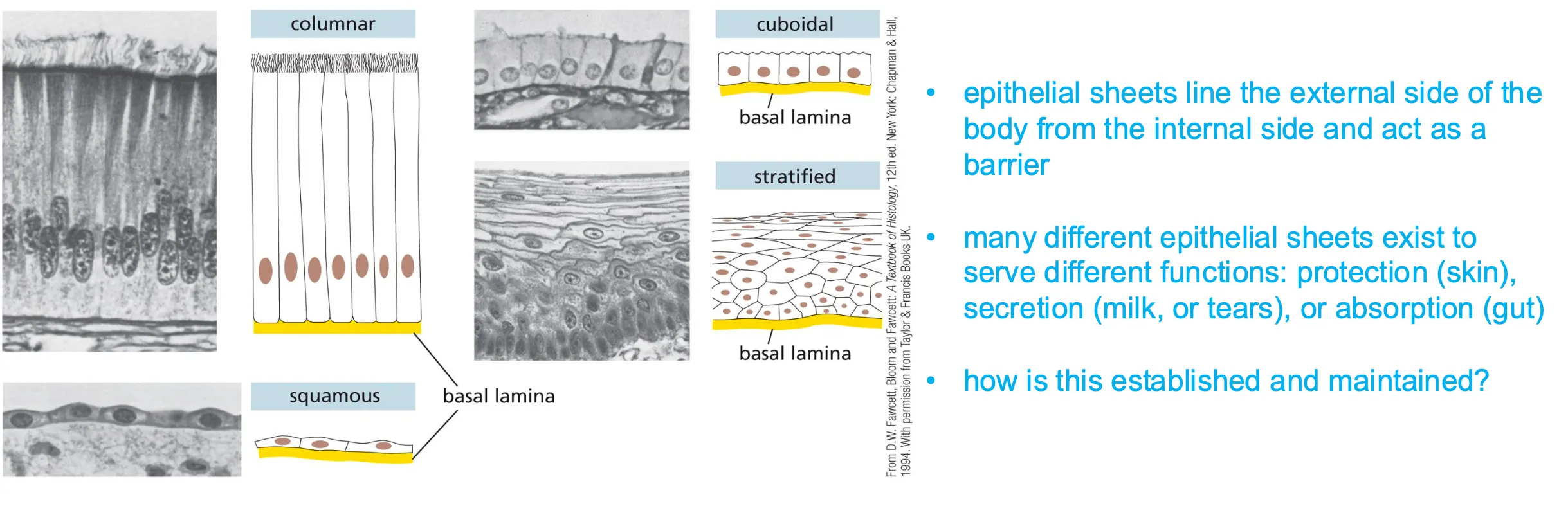 <p><span>All cells are aligned. And epithelial sheets have two sides apical and basal (has a rich extracellular matrix)</span></p><img src="https://knowt-user-attachments.s3.amazonaws.com/e9ce4dc0-f3a0-4404-b983-6c33de8e35b9.png" data-width="100%" data-align="center"><p></p>