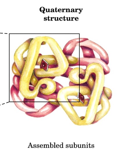 <p>arrangement of 2+ polypeptide chains into a multiunit molecules</p><ul><li><p>subunits have defined stoichiometry and arrangement that are held together by many weak noncovalent interactions</p></li></ul><p></p>