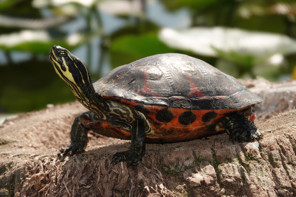 <p>Florida Red-bellied Cooter, FL native, nearly endemic, orange/red plastron, humped and tall shell, wide brown stripes on shell, live in slow-moving waters</p>