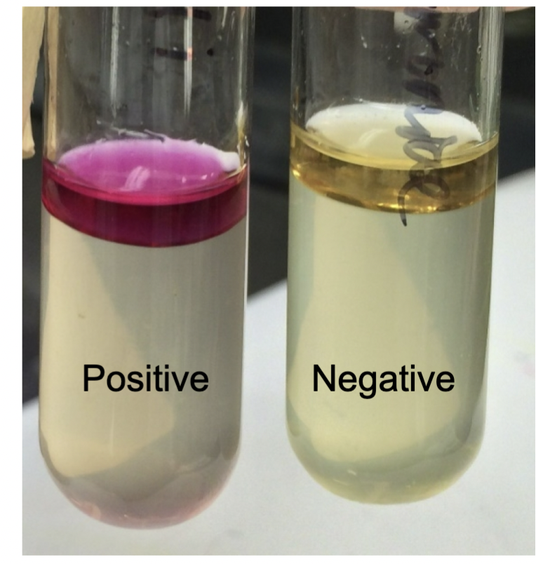 kovac’s reagent - look for layer on top

\+ pink layer

\- yellow/brown layer