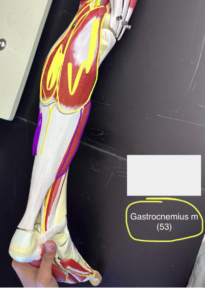 <p>Gastrocnemius muscle. This muscle plantar flexes the foot when leg is extended.</p><ul><li><p>The origin is the two heads of medial and lateral condyles of the femur.</p></li><li><p>The insertion is the posterior calcaneus via calcaneal tendon</p></li></ul>