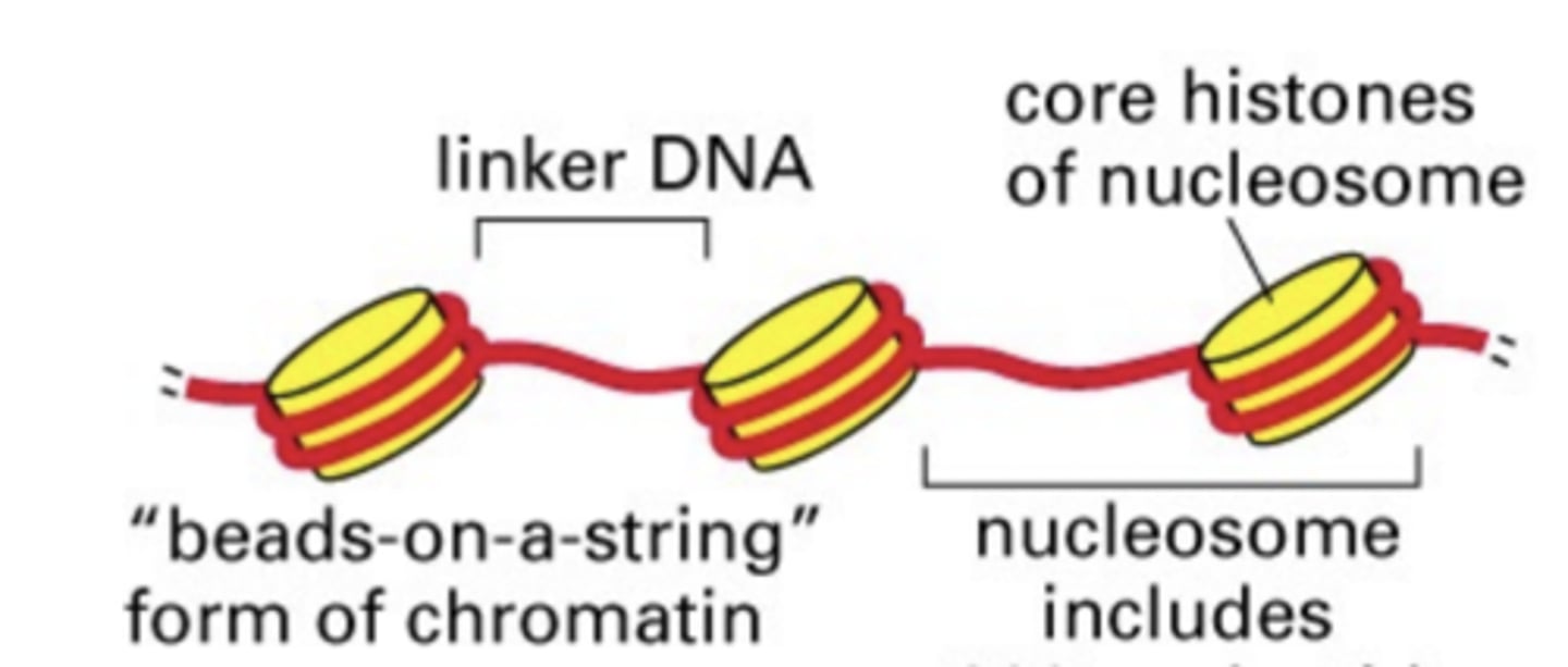 <p>-granular material visible within the nucleus; consists of DNA tightly coiled around proteins</p><p>-less condensed</p>
