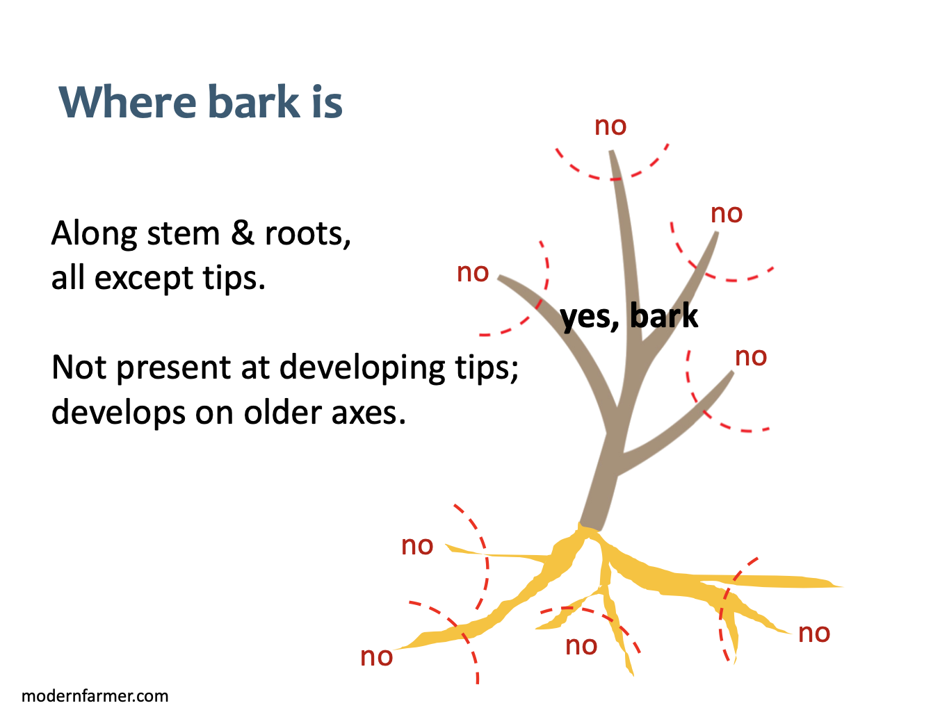 <p>along stems and roots, all except tips</p>