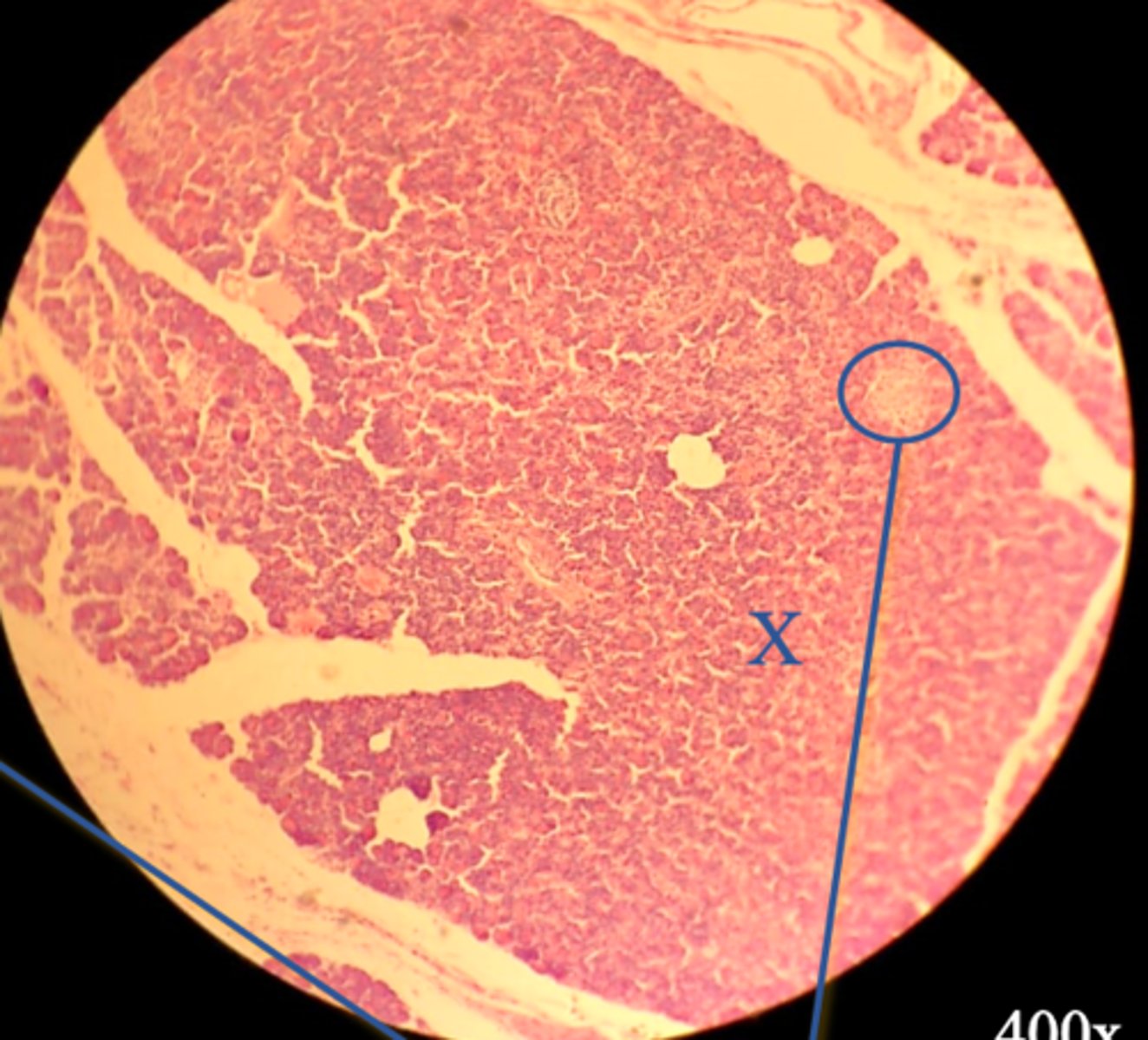 <p>Name the organ</p>